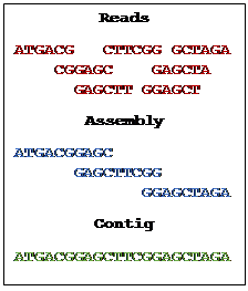 Text Box: Reads
ATGACG   CTTCGG GCTAGA
    CGGAGC    GAGCTA
      GAGCTT GGAGCT
Assembly
ATGACGGAGC
      GAGCTTCGG
             GGAGCTAGA
Contig
ATGACGGAGCTTCGGAGCTAGA
